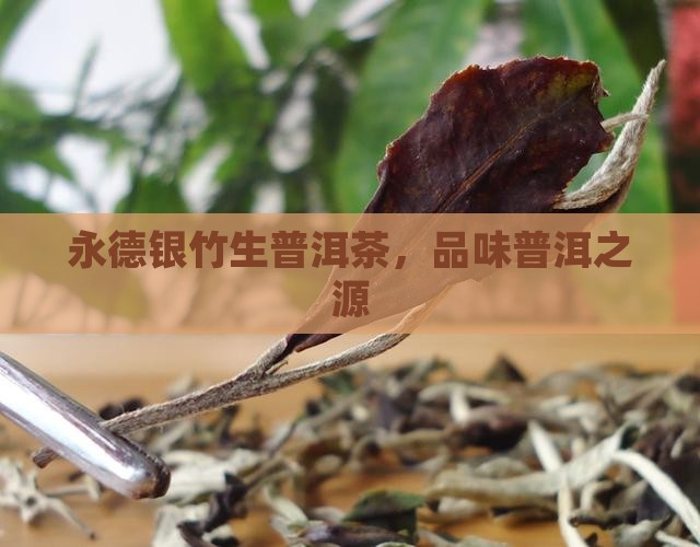 云南银竹生普洱茶