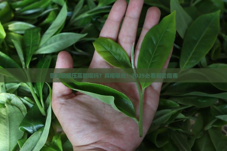 普洱茶眼压高可以喝吗
