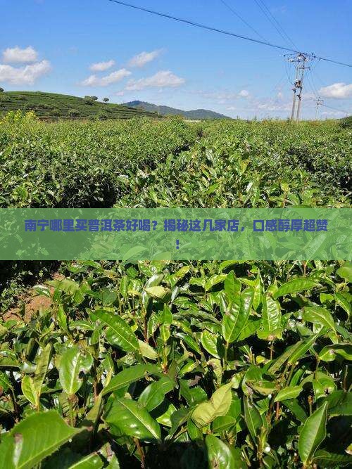 南宁哪里买普洱茶好喝
