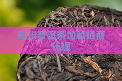 四川熟普洱茶品牌加盟代理