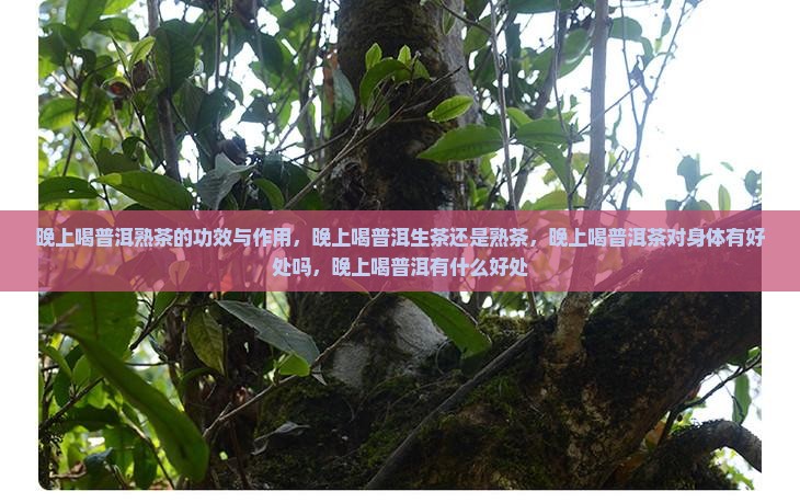 晚上喝普洱熟茶的功效与作用