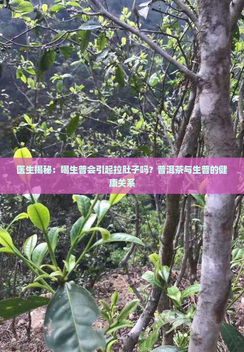 喝生普会引起拉肚子吗
