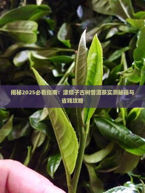 涤烦子古树普洱茶