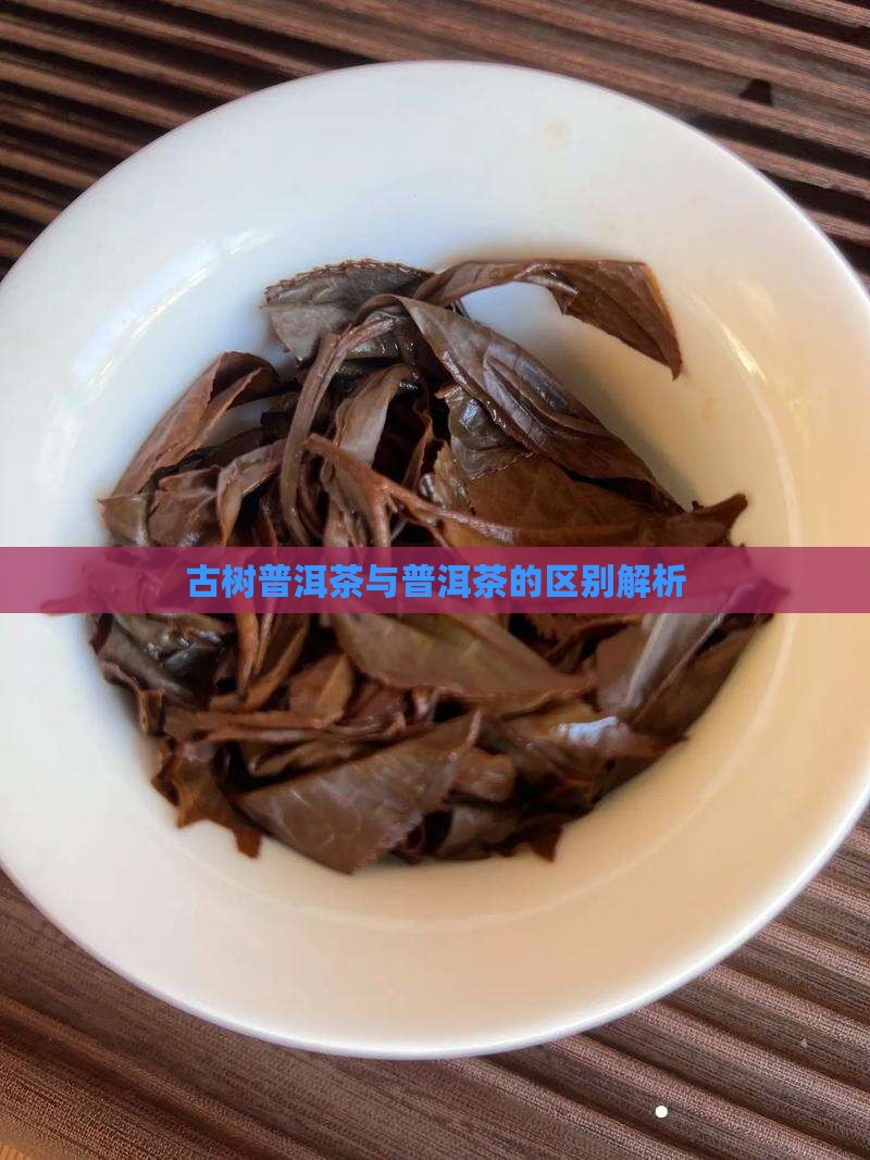 古树茶和普洱茶哪个好