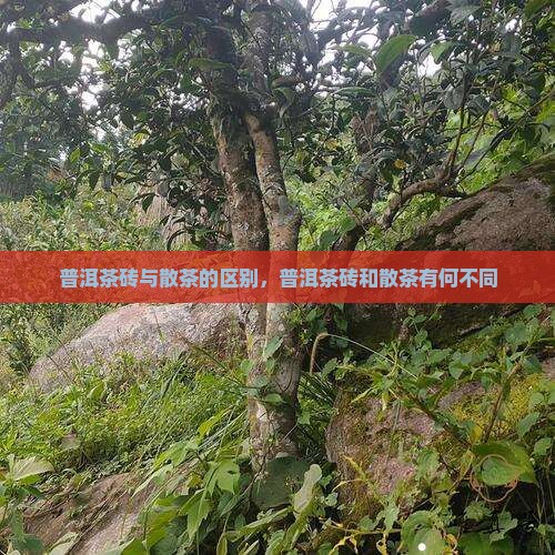 普洱茶砖与散茶有啥区别