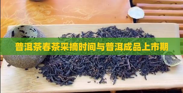 普洱茶春茶成品期