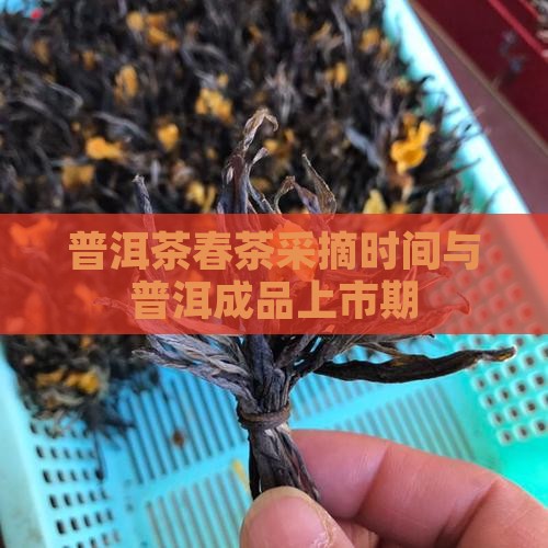 普洱茶春茶成品期