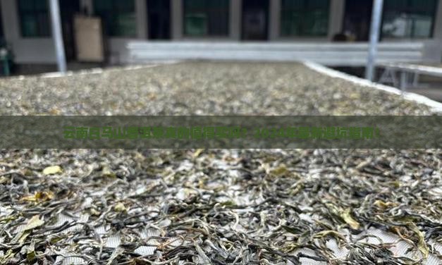 云南白马山普洱茶