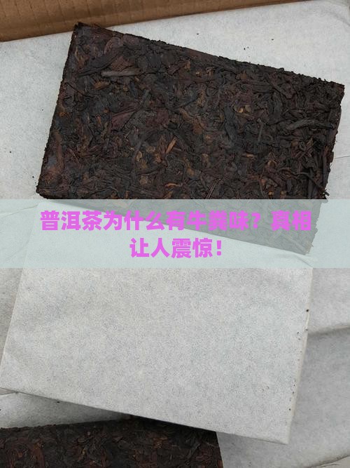 普洱茶为什么有牛粪味 普洱茶为什么有牛粪味