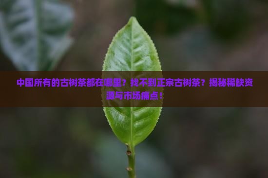 中国所有的古树茶都在哪里
