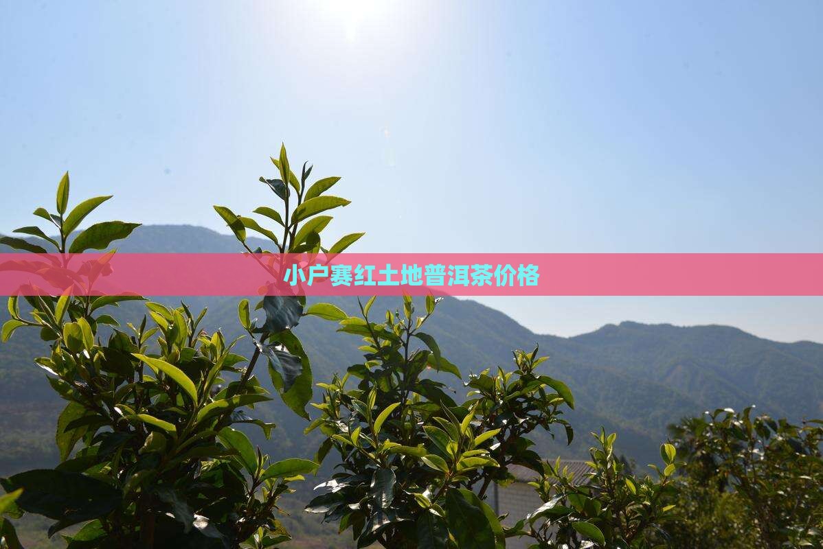 小户赛红土地普洱茶价格