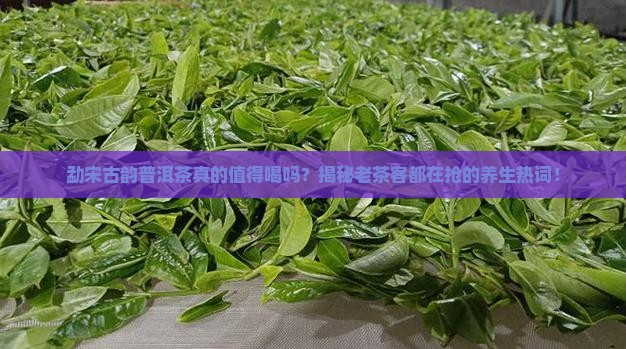 勐宋古韵普洱茶