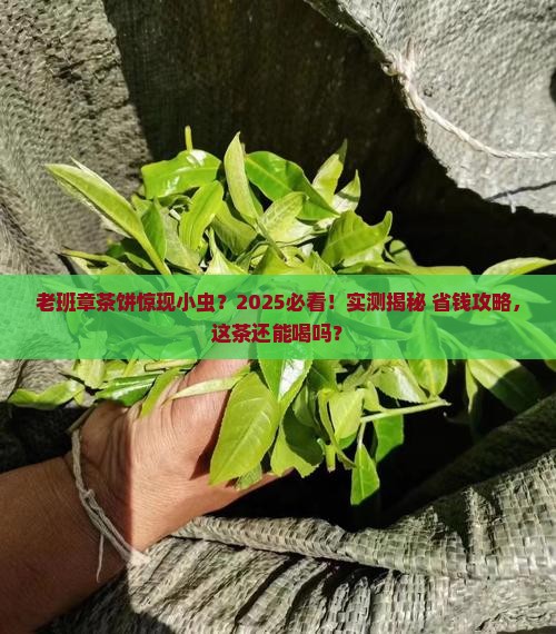 老班章茶饼里有虫
