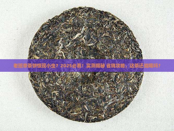 老班章茶饼里有虫