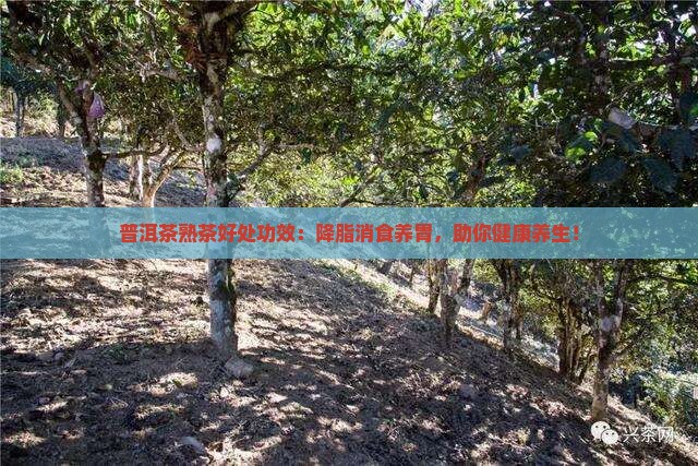普洱茶熟茶好处功效