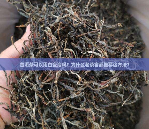 普洱茶可以用白瓷泡吗为什么