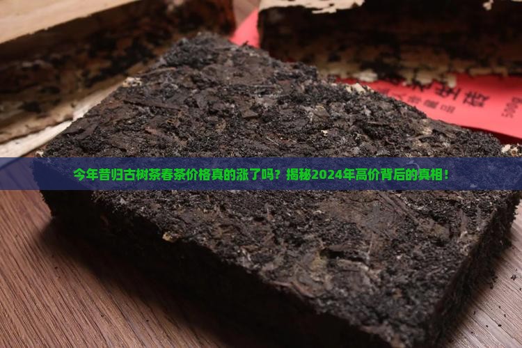 今年昔归古树茶春茶平均价格