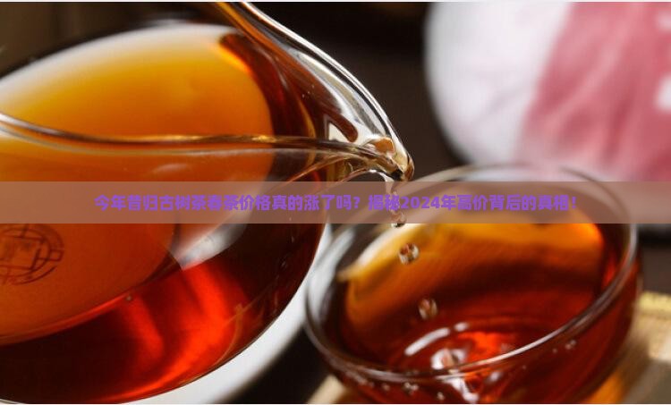 今年昔归古树茶春茶平均价格