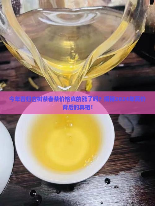 今年昔归古树茶春茶平均价格