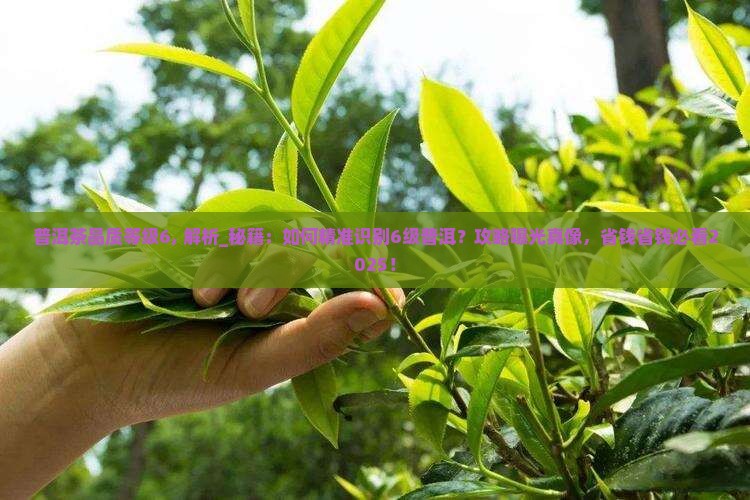 普洱茶品质等级6