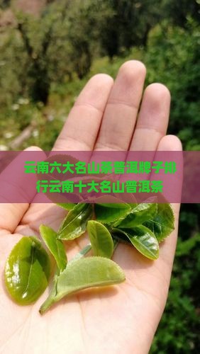 云南六大名山茶普洱牌子排行
