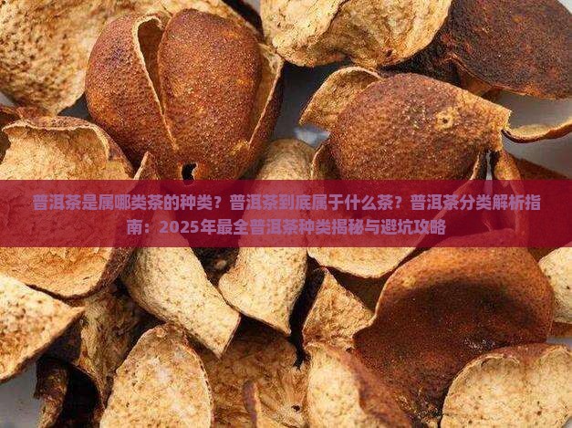 普洱茶是属哪类茶的种类