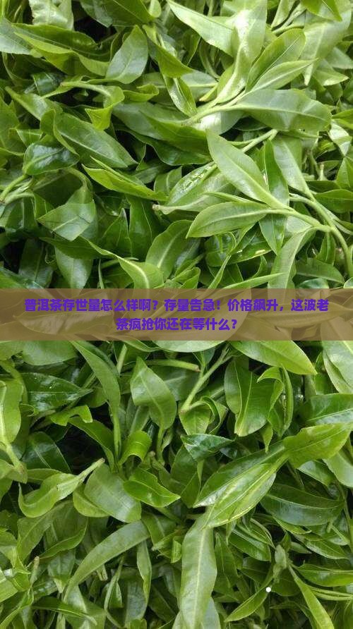 普洱茶存世量怎么样啊多少钱