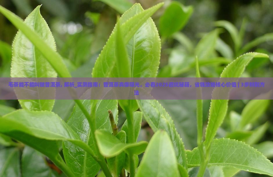 毛茶能不能叫做普洱茶