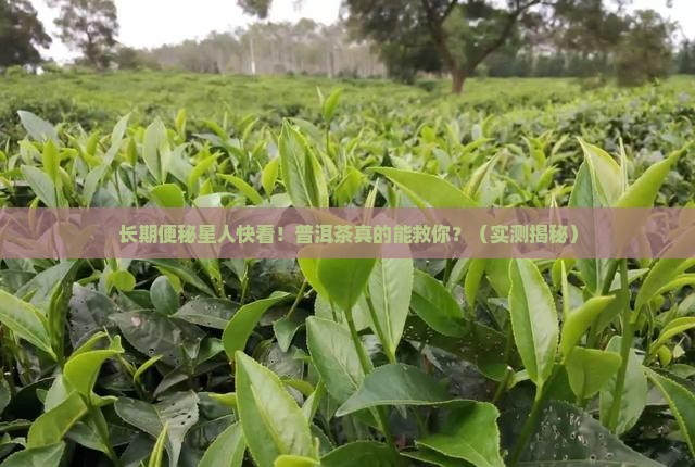 长期便秘的人适合喝普洱茶