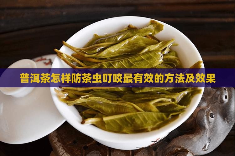 普洱茶怎样防茶虫叮咬最有效