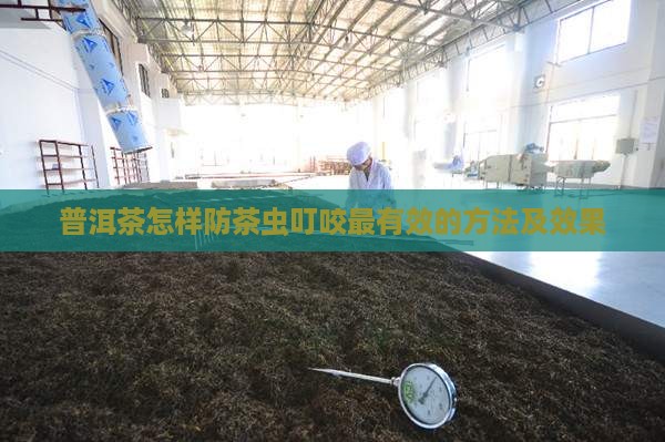 普洱茶怎样防茶虫叮咬最有效