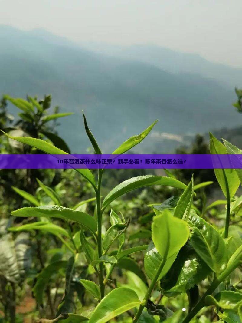 10年普洱茶什么味正宗