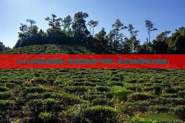新作的茶哪个好喝