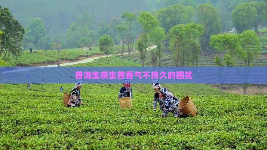 香气不持久的生普