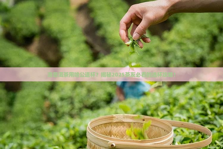 泡普洱茶用什么公道杯