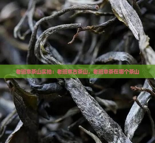 老班章茶山实拍