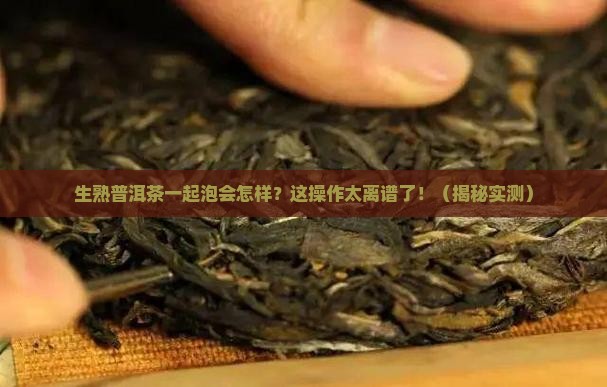 生熟普洱茶同泡