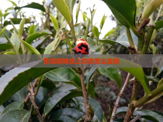 普洱茶棉纸上的印章怎么去掉