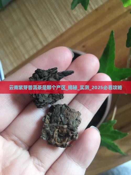 云南紫芽普洱茶是那个产区
