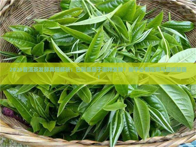 普洱茶是属于发酵的茶吗