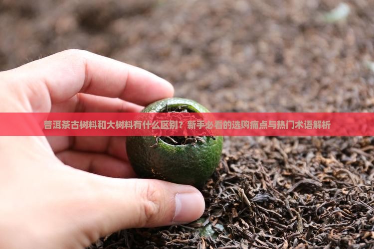 普洱茶古树料和大树料