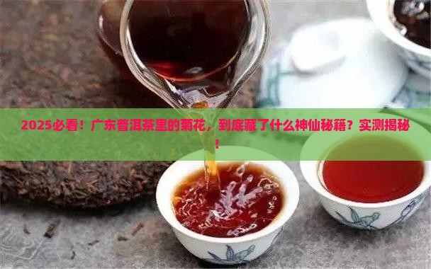 广东普洱茶的菊花用的的哪里的
