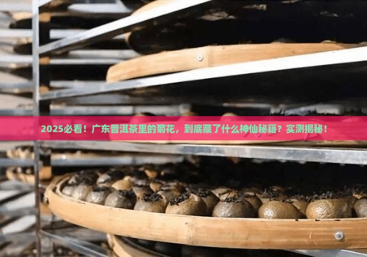 广东普洱茶的菊花用的的哪里的