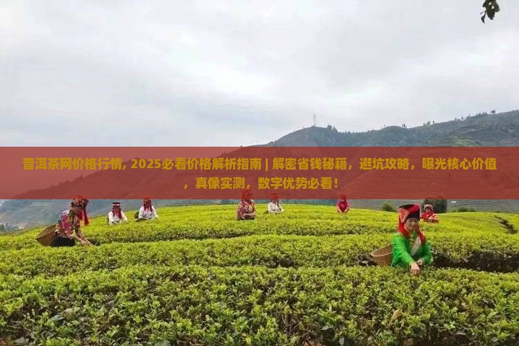 普洱茶网价格行情