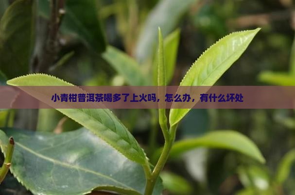 小青柑普洱茶喝多了上火吗