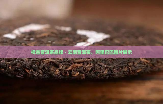 樟香普洱茶品牌