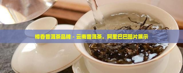 樟香普洱茶品牌