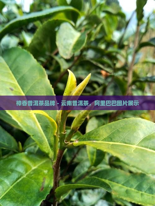 樟香普洱茶品牌