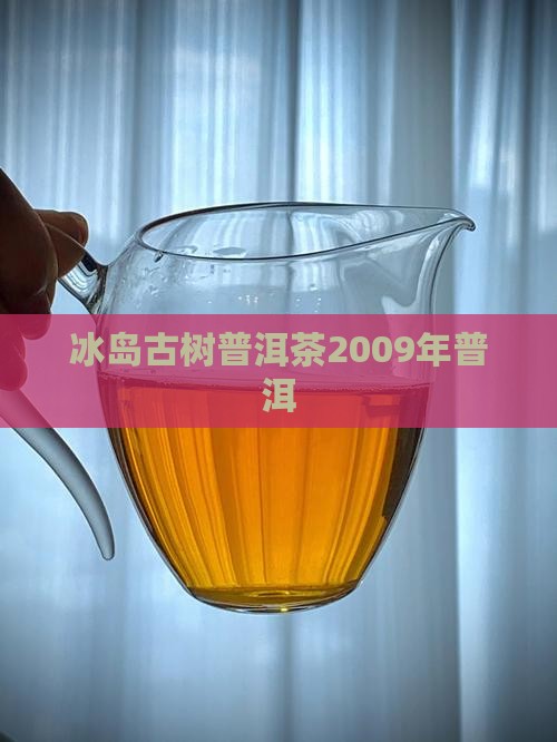 2009年冰岛大树茶
