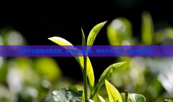 探普号云南临沧普洱茶